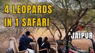 Jhalana Leopard Reserve Safari | Best Sighting in Jaipur Rajasthan