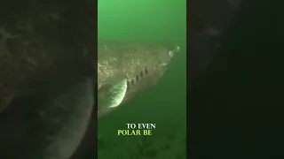 500 YEARS!: The Greenland Shark 🦈👴🏻 #shorts #greenland #shark #education