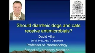 Are antimicrobials important to treat diarrhea in dogs and cats?