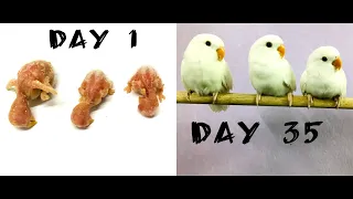 Lovebird chicks growth stages 1 to 35 days. Albino Agapornis chick development