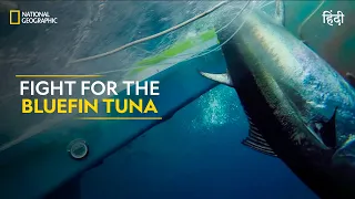 Fight for the Bluefin Tuna | Wicked Tuna: North vs South | Full Episode | S5-E1 | #NatGeo