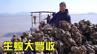 [Collection of Fierce Goods] The fishing family gathered oysters and filled a big boat! A total of