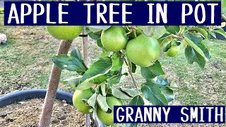 4 Year - Growing Apple Tree in Containers, Green Apples, Granny Smith Apples