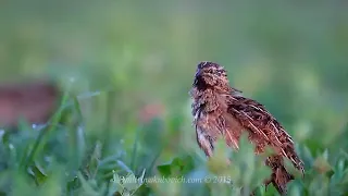 Bird sounds  Common Quail singing at sunrise
