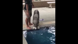 Husky Doesn't Want to Swim - 977232