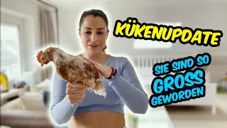 KÜKENUPDATE 🐥