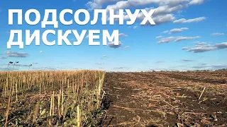 Подсолнух дискуем