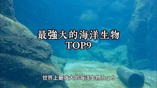 最強大的海洋生物TOP9