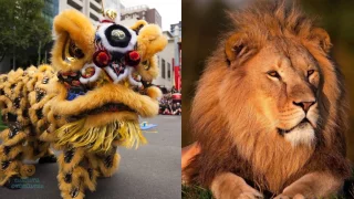 What is Chinese Lion Dancing