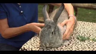 How to Safely Pick Up a Rabbit | Small Pets