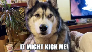 Husky Kicked In Mouth Considers Biting Paw That Did it!