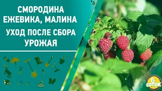 Смородина, ежевика, малина. Уход после сбора урожая. Посадка клубники. 6 соток 13.07.2020