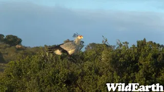 WildEarth - Sunrise Safari -  5 July 2023