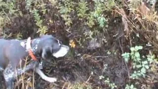 German Shorthaired Pointers Pheasant Hunting NH 2011 remix #3