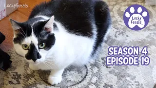Cat Distractions, Revenge Cats, Stella The Helper * S4 E19 * Cat Vlog