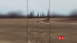Медведь в Новом Уренгое собирается полакомиться вахтовиками
