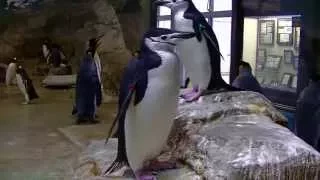 ヒゲペンギン　長崎ペンギン水族館（Nagasaki Penguin Aquarium)