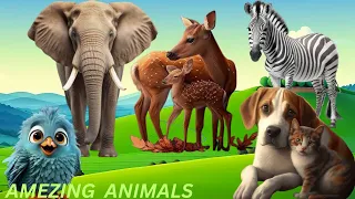 Amezing Wild Animals: Elephant, Deer, Zebra, Dog, Bird- Amezing Moments