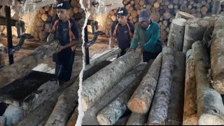 proses sawmill bandsaw kayu sengon laut ||. rijekan mulai diameter dari 10cm UP dibikin balken