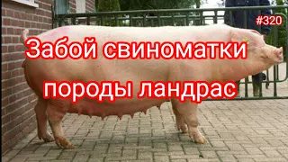 Забой свиноматки породы ландрас. Отдаём призы победителю конкурса лично...