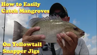 Learn How to Easily Catch Mangrove Snappers on Yellowtail Snapper Jigs in Tampa Bay, Florida.