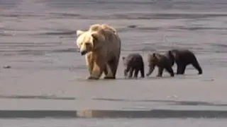 Mother Black Bear and Cute Baby Cubs | Animals of Alaska | BBC Studios