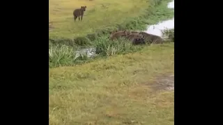 Гиены съедают свою жертву живьём!