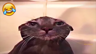 You LAUGH You RESTART😂😂 65 | Funny Cats Videos 2024😂