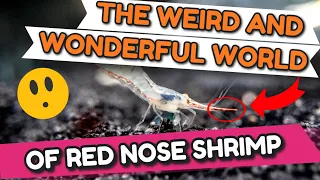 6 WEIRD Facts About Red Nose Shrimp - The Cutest Little Creatures You'll Ever See!