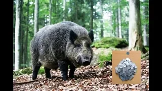 Дикие кабаны, отыскали Клад серебра, 2019, Wild boars, found a treasure of silver