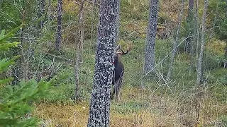 Uros hirven kaato. Moose hunting shotkam 2021