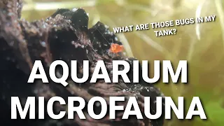 What Are Those Little Bugs And Worms In Your Aquarium? - Common Aquarium Micro Fauna