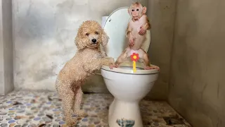 It's so funny! Monkey Max invited dog Bo go to bathroom with him