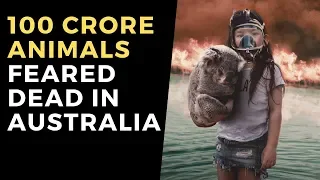 100 Crore Animals Feared Dead In Australia | Indiatimes