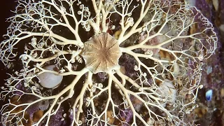 Facts: The Basket Star