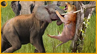 35 Painful Moment When Elephant Madly Kills The Lions To Avenge | animal fights