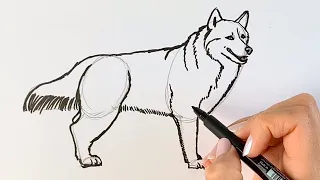 How to draw a husky dog