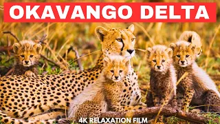 Botswana’s Okavango Delta 4K- Heaven on Earth | Scenic Animal Film With African Music