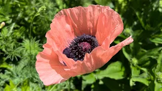 Can you Transplant Oriental Poppies? Watch me do it!