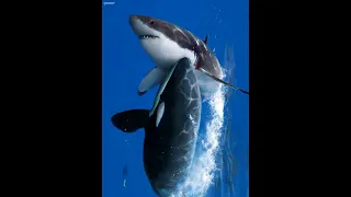 Orca Kills Great White for Liver🦈😱#orca