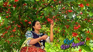 Rose apples! Best fruit for cold weather to break the laziness by making dishes | Traditional Me