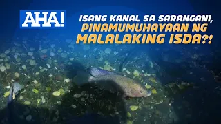Isang kanal sa Sarangani, pinamumuhayaan ng malalaking isda?! | AHA!