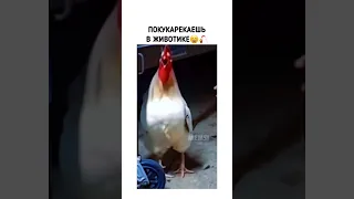 Больше не разбудит😆🐔 #юмор #приколы #курица #зажарил #отомстил