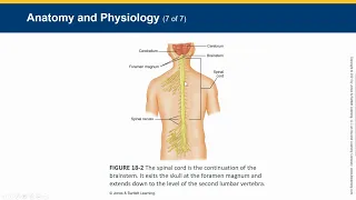 EMT CH 18 - Neurologic Emergencies