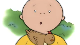 Caillou megment egy madarat | Caillou Magyarul - WildBrain