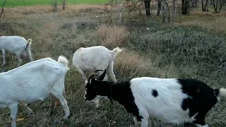 Пасти , или.....Хозяйка перестраховщица .