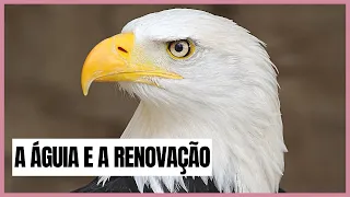 A ÁGUIA E A RENOVAÇÃO - VERSÃO 2022 (MENSAGEM MOTIVACIONAL) ASSISTA ANTES DE SAIR DO AR.