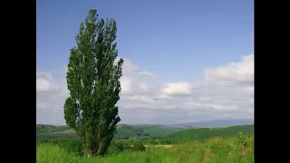 Ой у полі дві тополі_ співає Поліський ансамбль "Льонок" м.Житомир. солісти Л.Павленко та В.Гуменюк