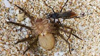 Deadliest Wasp attacked big Spider