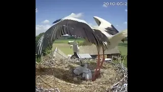 Stork Mother Throws One of Her Chicks Out Of The Nest!